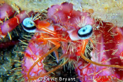 lovely lashed hermit by Kevin Bryant 
